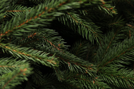 Beautiful Christmas tree branches as background, closeup