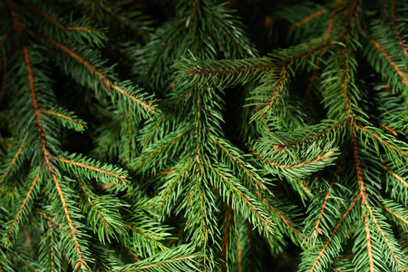Beautiful Christmas tree branches as background, closeup