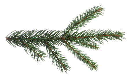 Christmas tree branches with green needles isolated on whiteの写真素材