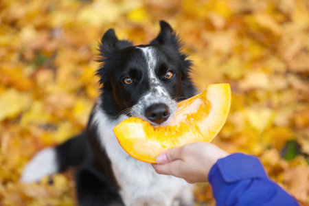 Woman giving piece of pumpkin to cute Border Collie dog in autumn park, closeupの写真素材