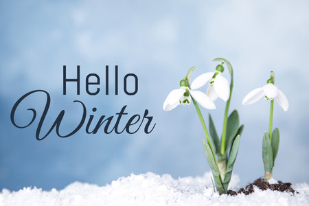 Hello winter card with snowdrops growing through snowの写真素材