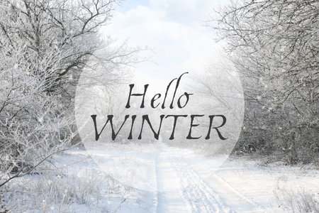 Hello winter card. Beautiful forest covered with snowの写真素材