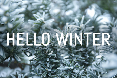 Plant leaves covered with hoarfrost outdoors, closeupの写真素材