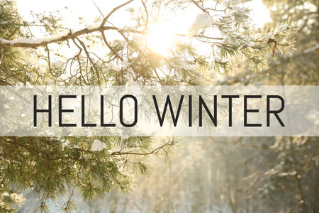 Beautiful sunlit tree branch covered with snow in forestの写真素材