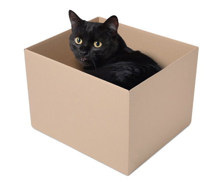 Cute black cat in cardboard box on white backgroundの写真素材