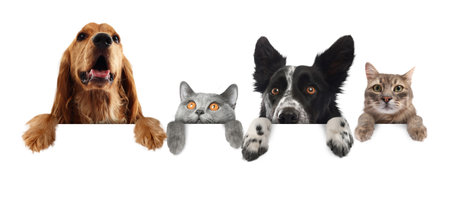 Cute cats and dogs peeking out of banner with paws on it. White background
