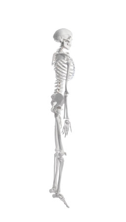 Artificial human skeleton model on white backgroundの写真素材