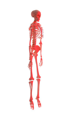 Artificial human skeleton model on white backgroundの写真素材