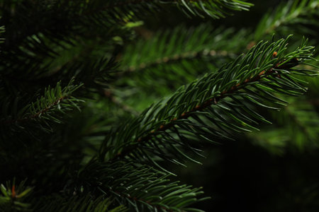 Beautiful tree branches as background, closeup