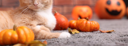Halloween celebration. Cute cat, pumpkins and autumn leaves on rug indoorsの写真素材