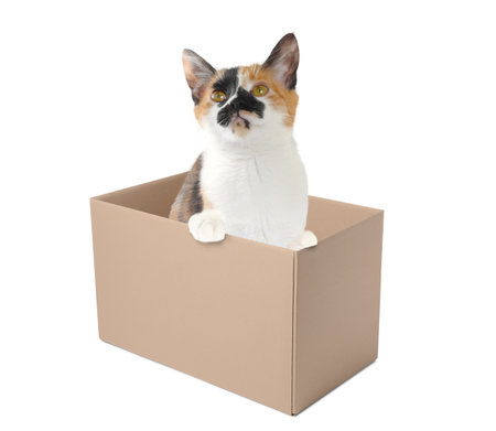 Cute cat peeking out of cardboard box on white backgroundの写真素材