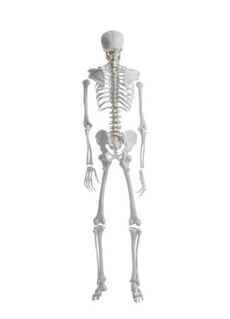 Artificial human skeleton model on white background, back viewの写真素材
