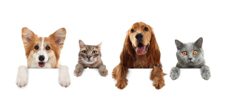 Cute cats and dogs peeking out of banner with paws on it. White backgroundの写真素材