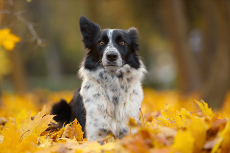 Cute Border Collie dog on golden leaves in autumn parkの写真素材