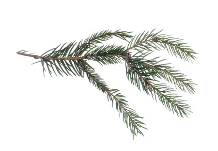 Green tree branches with needles isolated on whiteの写真素材