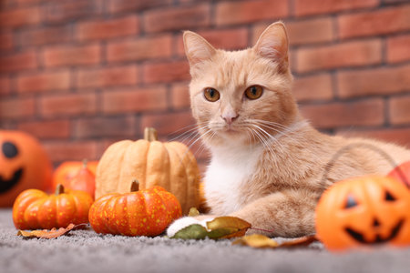 Cute cat, pumpkins and autumn leaves on rug indoorsの写真素材