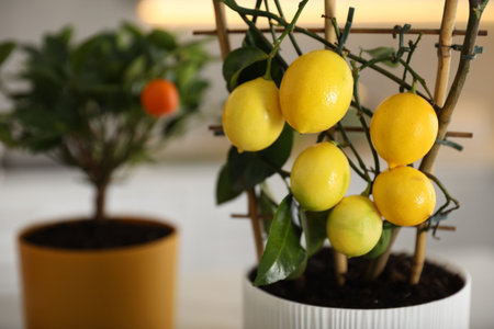 Potted citrus trees with ripe fruits in kitchen, closeupの写真素材