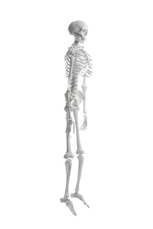 Artificial human skeleton model on white backgroundの写真素材