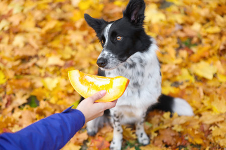 Woman giving piece of pumpkin to cute Border Collie dog in autumn park, closeupの写真素材