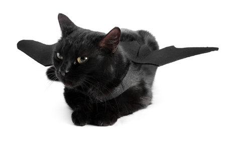 Halloween celebration. Cute cat with bat wings on white backgroundの写真素材