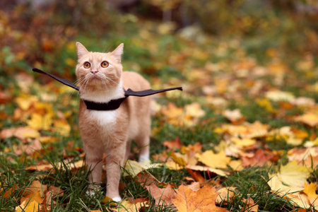 Halloween celebration. Cute cat with bat wings in autumn park, space for textの写真素材