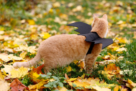 Halloween celebration. Cute cat with bat wings in autumn parkの写真素材