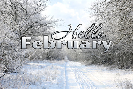 Hello February winter time card with snowy forestの写真素材