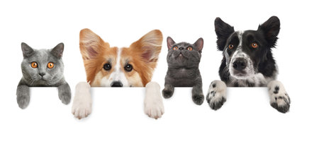 Cute cats and dogs peeking out of banner with paws on it. White backgroundの写真素材