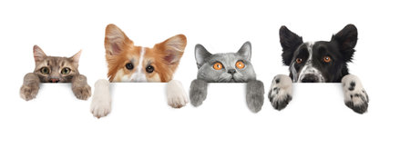 Cute cats and dogs peeking out of banner with paws on it. White background