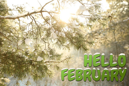 February winter time card with snowy forestの写真素材