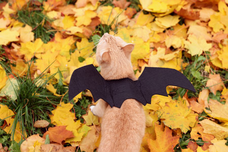Halloween celebration. Cute cat with bat wings in autumn park, above viewの写真素材