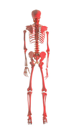 Artificial human skeleton model on white background, back viewの写真素材