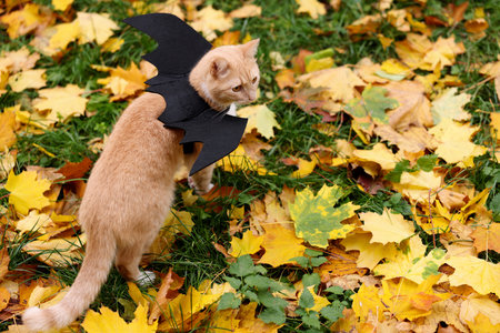 Halloween celebration. Cute cat with bat wings in autumn park, space for textの写真素材