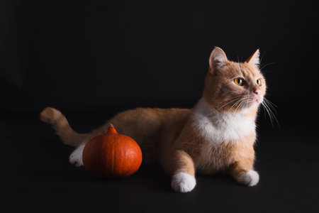 Halloween celebration. Cute cat with pumpkin on black backgroundの写真素材