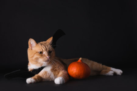 Halloween celebration. Cute cat with bat wings and pumpkin on black backgroundの写真素材
