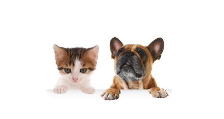 Cat and dog peeking out on white background. Animals holding their paws on banner