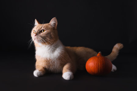 Cute cat with pumpkin on black backgroundの写真素材