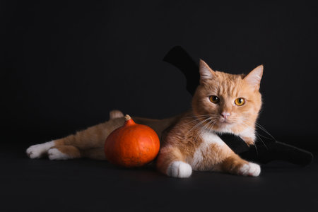 Cute cat with bat wings and pumpkin on black backgroundの写真素材