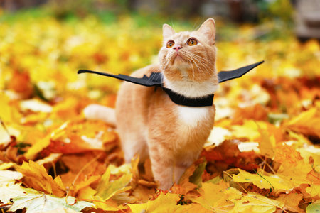 Halloween celebration. Cute cat with bat wings in autumn parkの写真素材