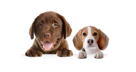 Dogs peeking out on white background. Animals holding their paws on banner