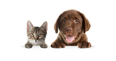 Cat and dog peeking out on white background. Animals holding their paws on bannerの写真素材