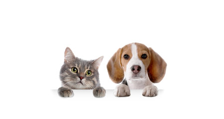 Cat and dog peeking out on white background. Animals holding their paws on bannerの写真素材