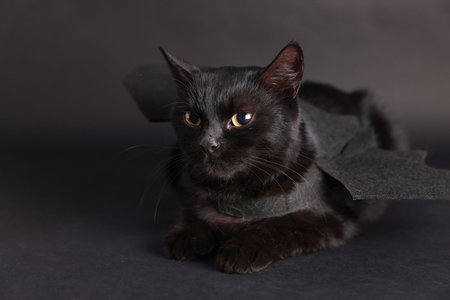 Halloween celebration. Cute cat with bat wings on black background, space for textの写真素材