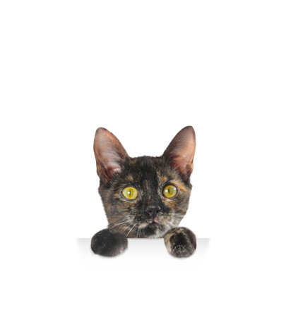 Cute cat peeking out on white background. Animal holding paws on bannerの写真素材