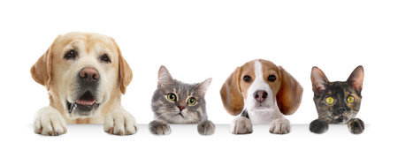 Cats and dogs peeking out on white background. Animals holding their paws on bannerの写真素材