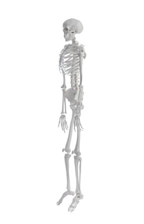 Artificial human skeleton model on white background