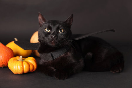 Halloween celebration. Cute cat with bat wings and pumpkins on black backgroundの写真素材