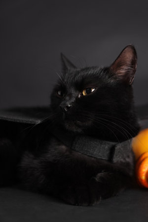 Cute cat on black backgroundの写真素材