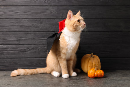 Halloween celebration. Cute cat in cloak and pumpkins on gray surfaceの写真素材