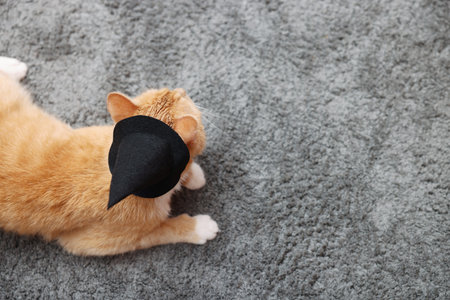 Cute cat in witch's hat on gray rug indoors, top view. Space for textの写真素材